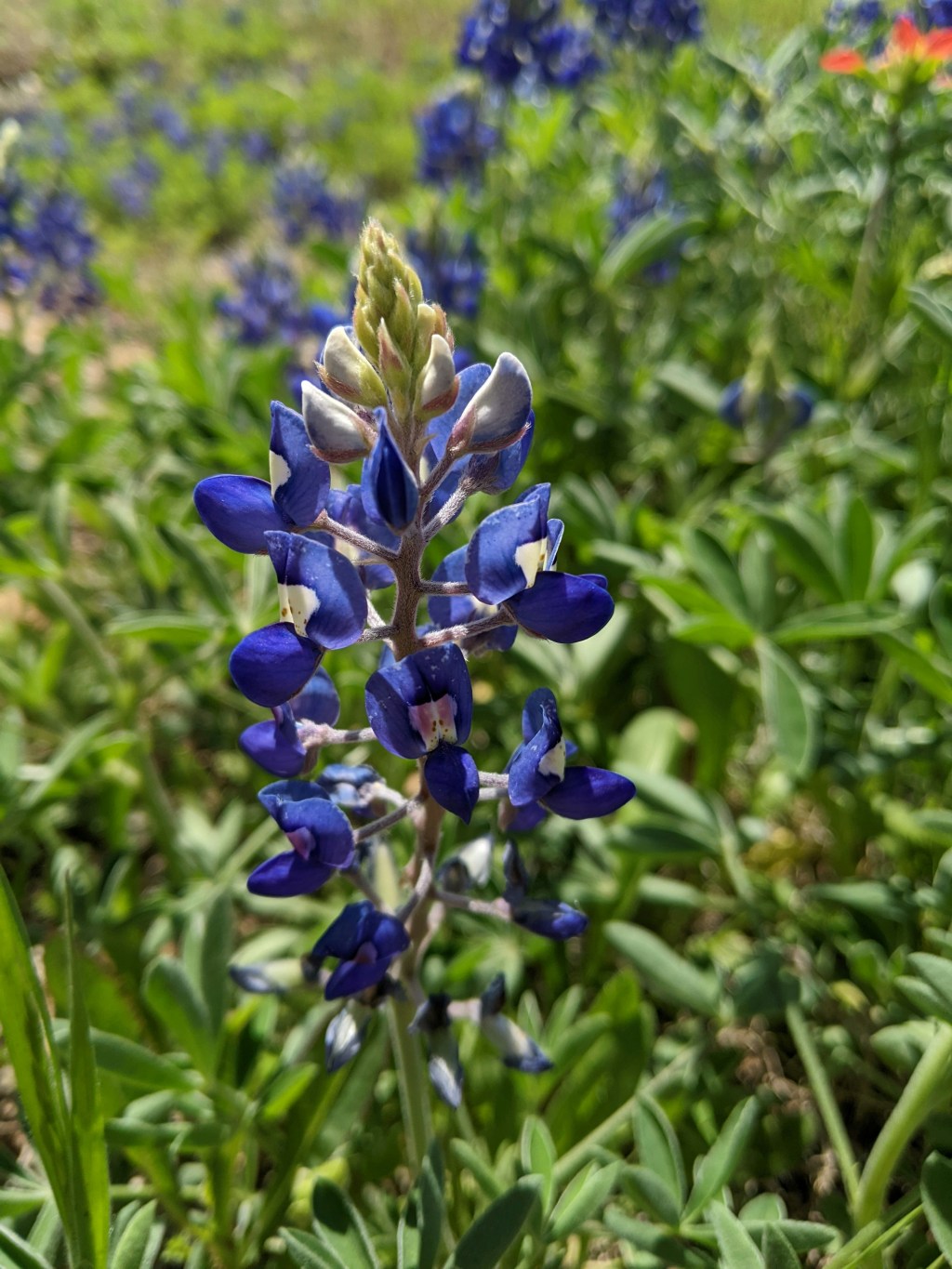 Bluebonnets & Backbone
