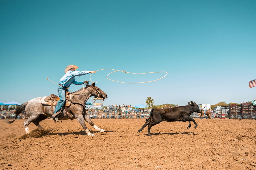 Cowboy lassoing a brown calf.